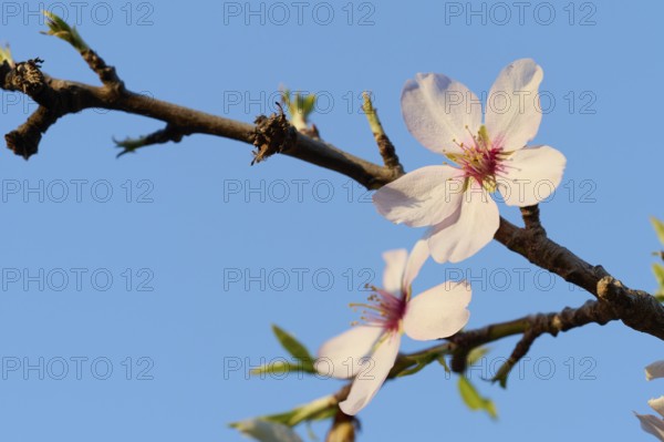 A detailed shot of delicate almond blossoms blooming under the vibrant afternoon sky, emphasizing
