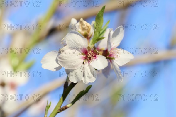A detailed close-up of a vibrant almond blossom, captured in the soft light of the afternoon. The