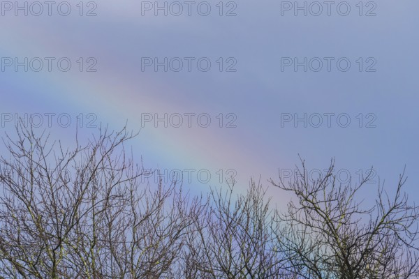 A delicate, colorful rainbow arches subtly above bare tree branches under a soft blue sky,