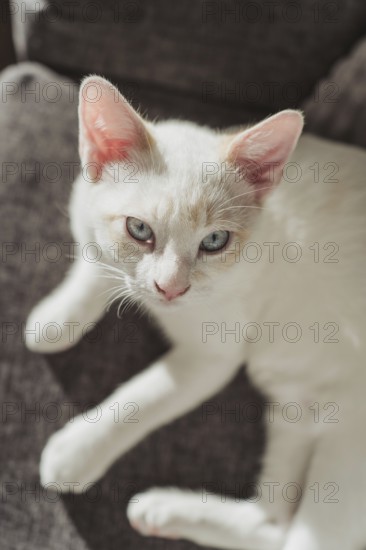 A serene image of a white cat lounging on a cozy sofa, bathed in warm sunlight. The cat's blue eyes