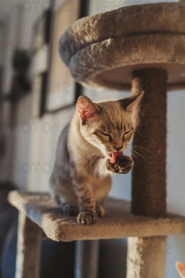A cat sits on a multilevel cat tree, cleaning its paw in soft natural light. The cozy indoor