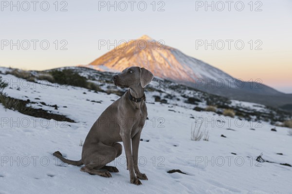 A Weimaraner dog poses in a snowy landscape with the sunlit Mount Teide looming in the background,