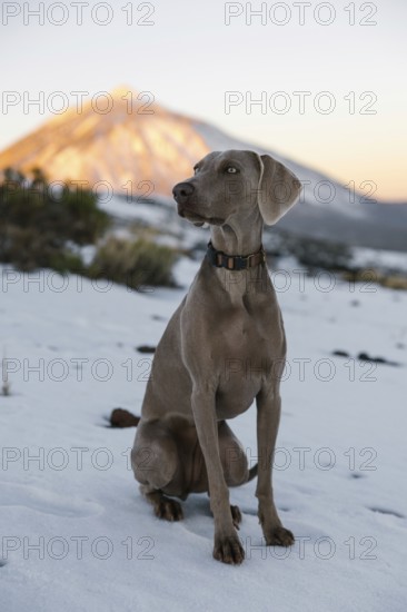 A Weimaraner dog poses in a snowy landscape with the sunlit Mount Teide looming in the background,