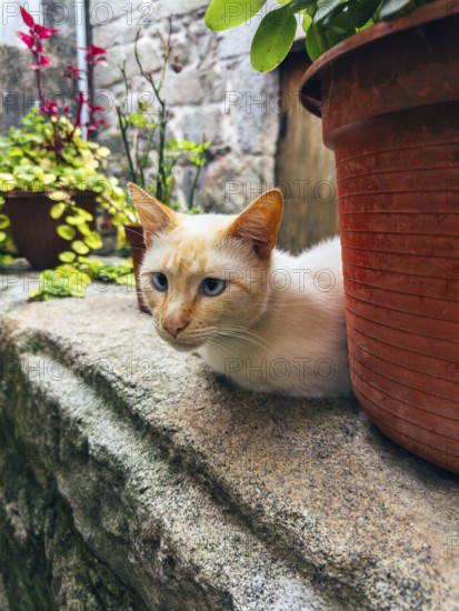 A serene white cat with blue eyes rests on a stone ledge, surrounded by vibrant potted plants and a