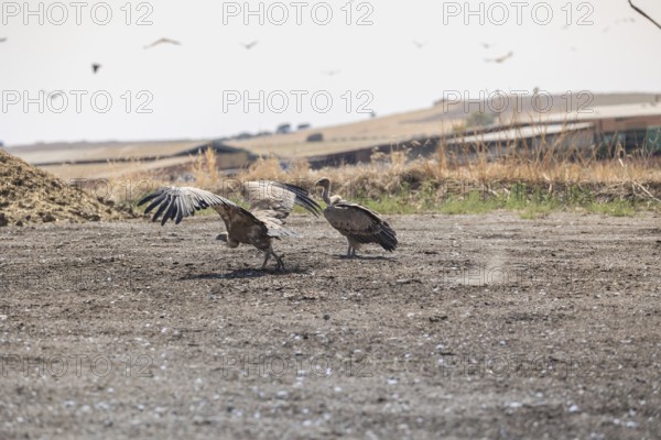 Griffon vultures and black vultures gather after feeding on carcasses in a rugged landscape of