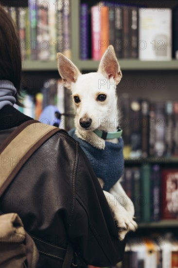 A small white dog wearing a blue sweater is comfortably nestled on the shoulder of his young woman,