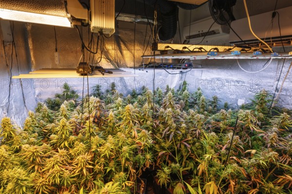 A detailed view of an indoor cannabis plantation, showcasing mature marijuana plants under