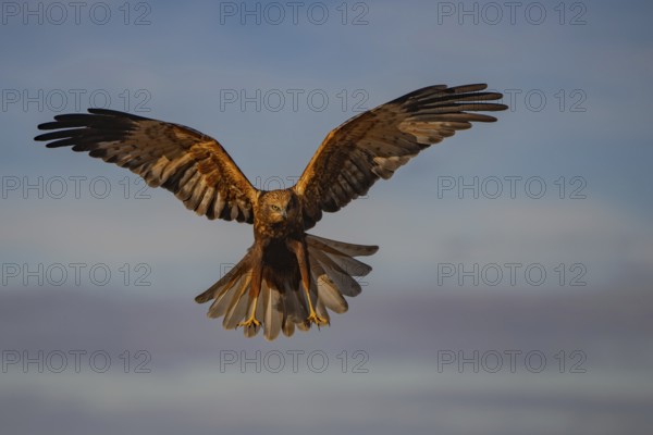 A striking image showcasing a majestic eagle in mid-flight with its wings fully spread against a
