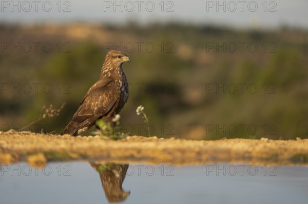 A brown eagle poised gracefully near a calm water body, with its reflection clearly visible. The