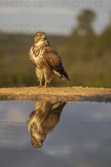 A stunning image capturing a hawk perched elegantly near a water body, with its crisp reflection