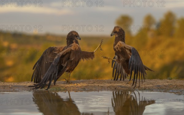 This captivating image features two eagles engaging near a water body, set against a vibrant