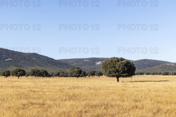 Majestic oak trees scattered across the golden grasslands of Cabaneros National Park at the