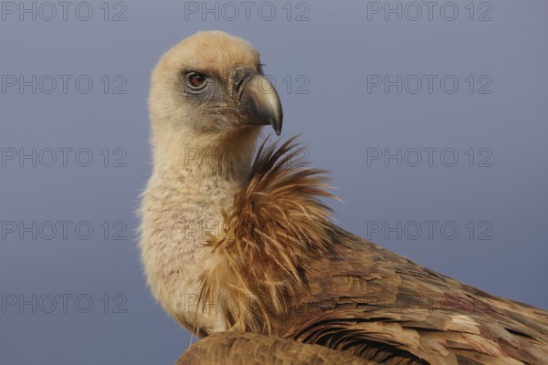 A detailed close-up of a Griffon Vulture, showcasing its piercing eyes and textured plumage with a