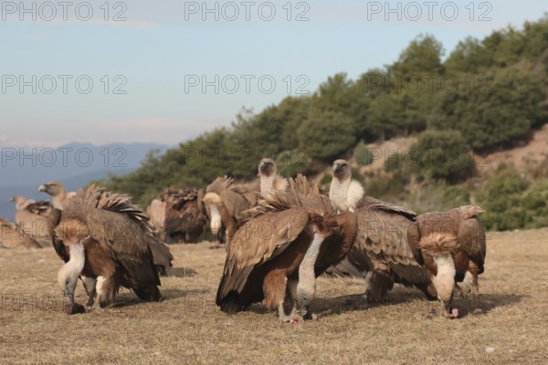 A group of Griffon vultures gathers around carcass remains in a nature reserve, backdropped by