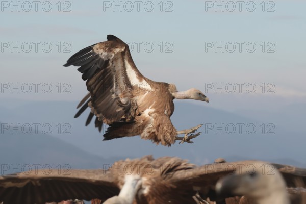 A Griffon vulture prepares to land, wings beautifully extended near a flock of Vultures, with a