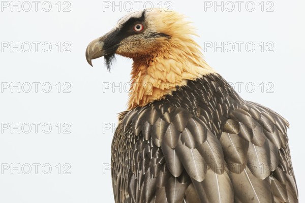 A striking bearded vulture proudly displays its mature plumage amidst the stunning landscape of the