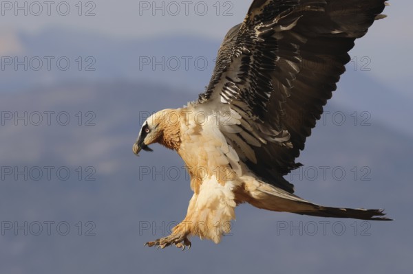 A bearded vulture soars majestically over the Pyrenees. With wings spread wide, the bird showcases