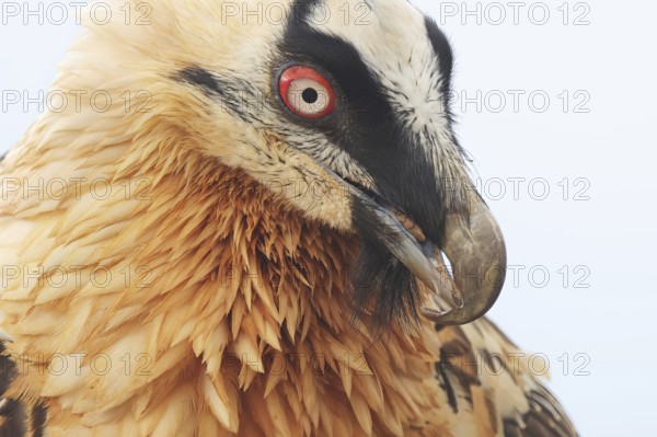 A striking close-up of a bearded vulture displaying its vibrant plumage in the Pyrenees. The bird's