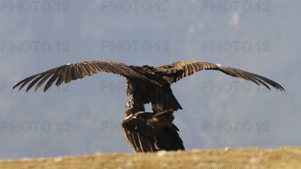A majestic pair of cinereous vultures displays their wide wingspan against a clear blue sky,