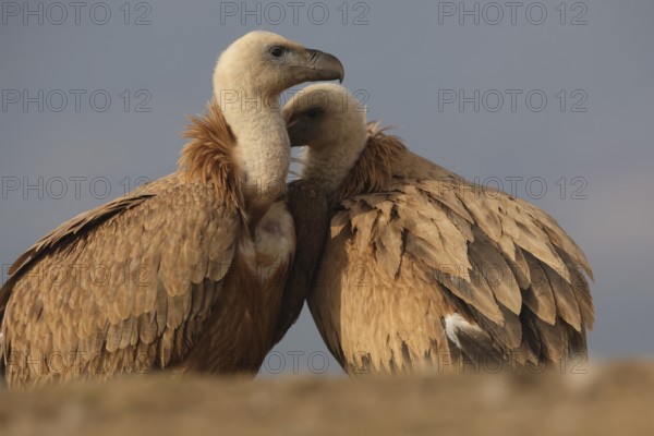 A close-up image capturing a tender moment between two Griffon vultures as they affectionately