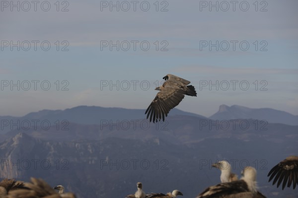A Griffon Vulture soars with wings fully extended over a scenic mountain range, with soft sky and