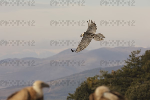 A majestic bearded vulture soars over the picturesque Pyrenees mountains. The landscape showcases