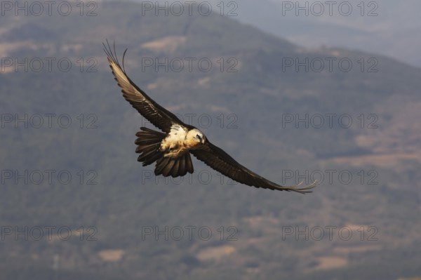 A captivating image of a bearded vulture in flight over the scenic Pyrenees mountains. The bird's