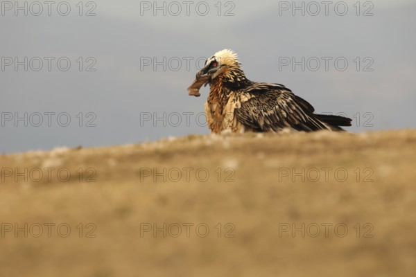 A majestic bearded vulture showcasing its stunning plumage, perched in the rugged landscape of the
