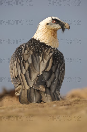 A majestic subadult bearded vulture with striking plumage stands proudly amid the rugged beauty of
