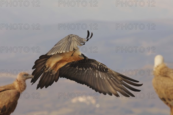 A magnificent bearded vulture with distinctive plumage glides gracefully over the Pyrenees