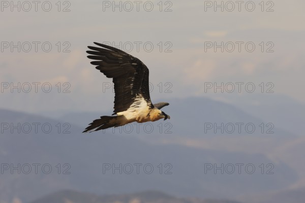 A bearded vulture soars majestically above the scenic Pyrenees. The vast landscape below highlights