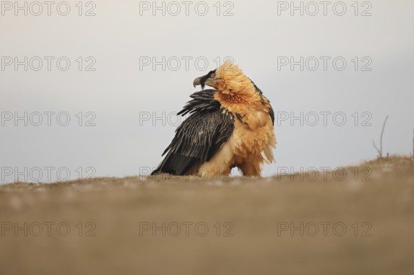 A bearded vulture with striking plumage stands proudly in the Pyrenees, showcasing its majestic
