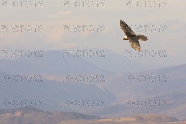 A bearded vulture soars gracefully above the stunning Pyrenees landscape. The vast mountain range