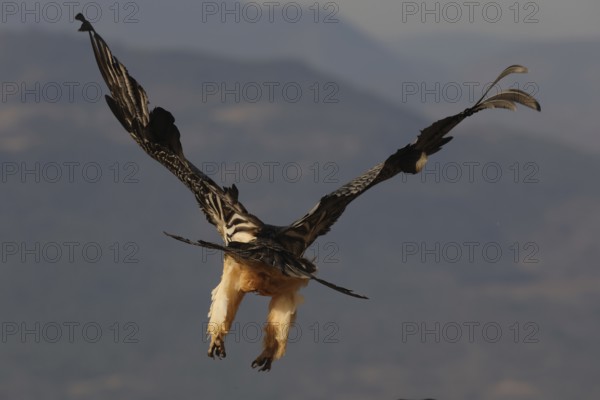 A bearded vulture in flight over the Pyrenees, showcasing its magnificent wingspan against the