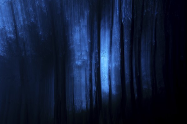 Enchanting blue tinged forest image featuring tall trees and ethereal light creating a mystical