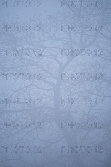 A blurred view of a tree with bare branches partially hidden in dense fog of the forest. The soft