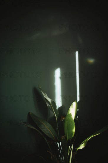 A beautiful green plant illuminated by soft light stands against a dark wall, creating a serene and
