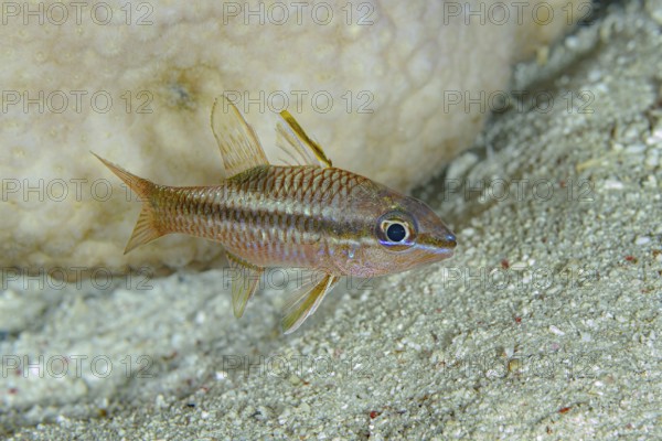 A vivid Capricorn Cardinalfish (Ostorhinchus capricornis) glides over sandy seabed, its scales