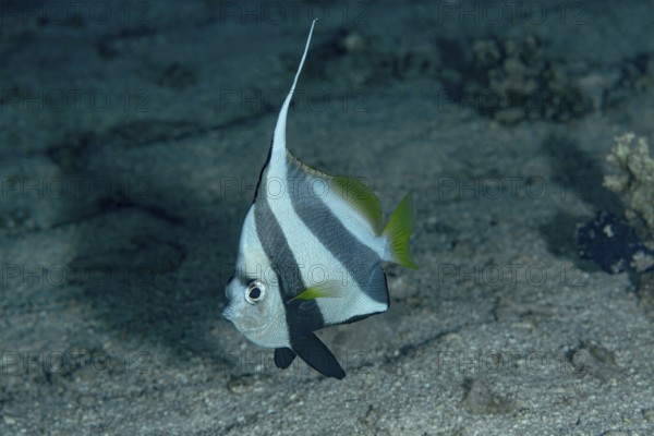 A solitary Schooling Bannerfish (Heniochus diphreutes) showcased against a textured sandy bottom,