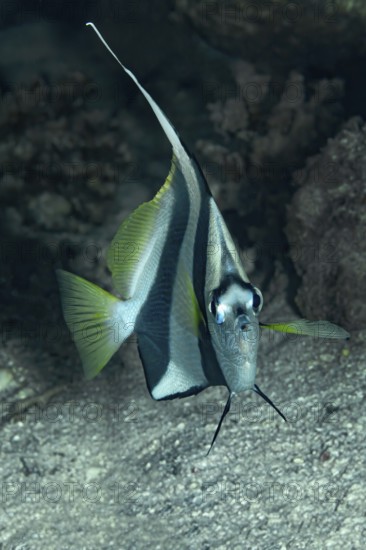 A vibrant Schooling Bannerfish (Heniochus diphreutes), characterized by its long dorsal fin and