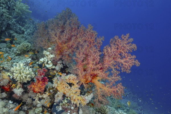 A colorful coral reef teeming with life, featuring diverse corals and multiple fish species