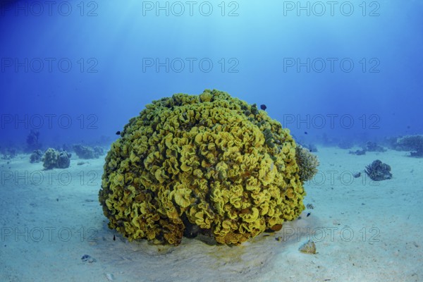 A stunning underwater shot capturing a large, vibrant coral formation basking under the luminous
