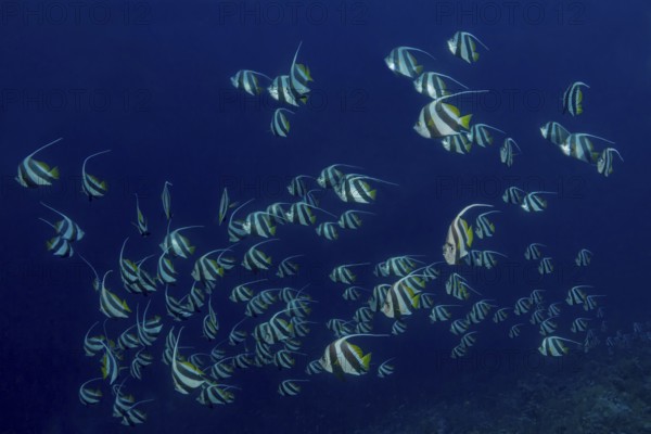 A tranquil underwater scene featuring a school of Schooling Bannerfish, elegantly gliding through