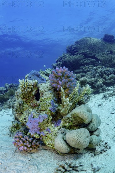 A vibrant underwater landscape showcasing a variety of corals set against a deep blue ocean