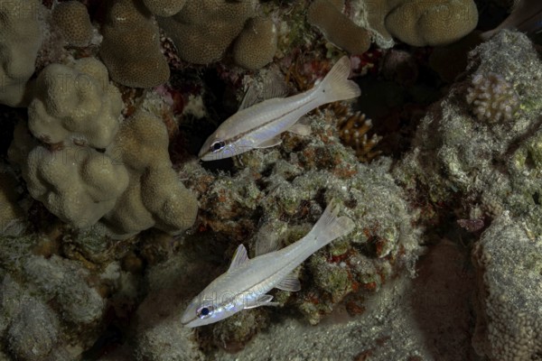A pair of Yellowstriped Cardinalfish (Ostorhinchus chrysopomus): in their natural coral reef
