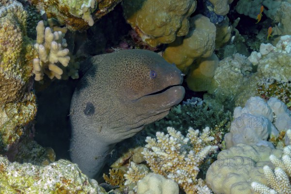 A Giant Moray (Gymnothorax javanicus) is captured peeking from its hideaway among vibrant coral
