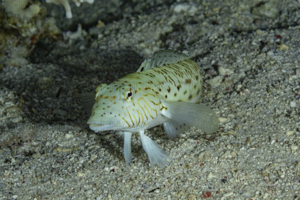 A speckled sandperch (Parapercis hexophtalma) resting on a sandy ocean bottom, exhibiting vibrant