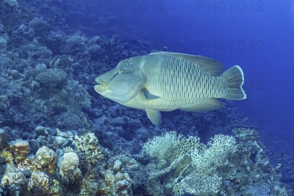 A stunning Humphead Wrasse (Cheilinus undulatus) glides serenely among vibrant coral reefs,