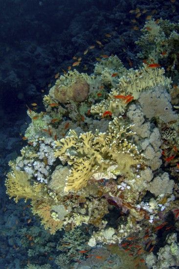 A stunning underwater scene with schooling Sea Goldie (Pseudanthias squamipinnis) elegantly