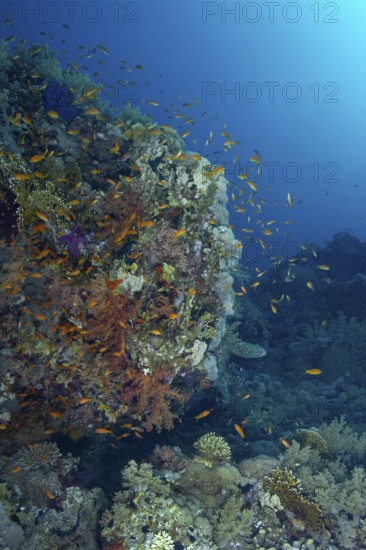 A bustling underwater scene showing diverse marine life including the Sea Goldie (Pseudanthias